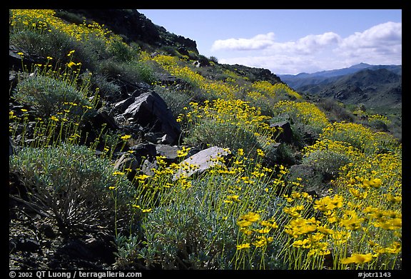 Beavertail cactus and brittlebush. Joshua Tree National Park, California, USA.