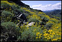 Beavertail cactus and brittlebush. Joshua Tree National Park, California, USA. (color)