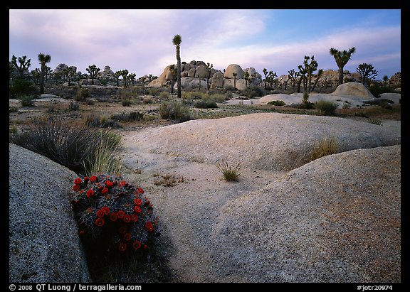 Claret Cup Cactus, rock slabs, and Joshua trees, sunset. Joshua Tree National Park (color)