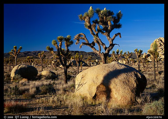 Boulders and Joshua Trees, early morning. Joshua Tree National Park, California, USA.