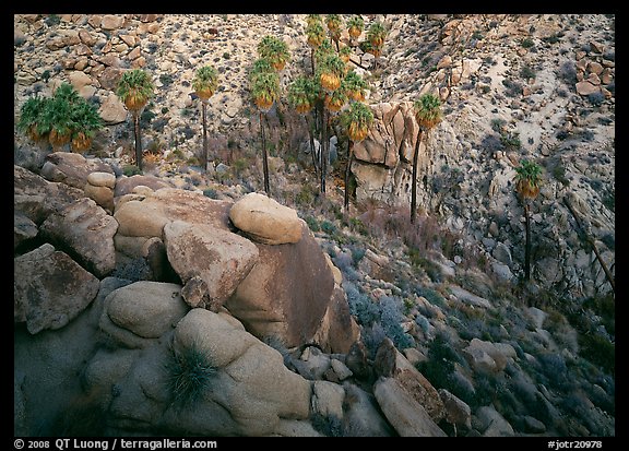 Boulders and  palm trees, Lost Palm Oasis. Joshua Tree  National Park (color)