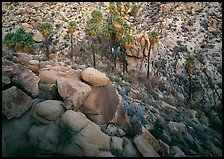 Boulders and palm trees, Lost Palm Oasis. Joshua Tree National Park, California, USA.