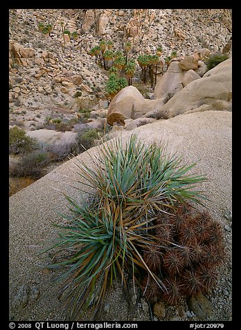 Sotol and cactus above Lost Palm Oasis. Joshua Tree  National Park (color)