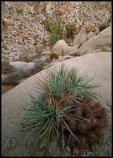 Sotol and cactus above Lost Palm Oasis. Joshua Tree National Park, California, USA.