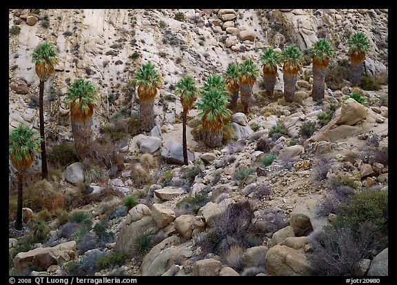 Native California Fan Palm trees in Lost Palm oasis. Joshua Tree National Park (color)