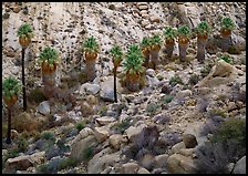 Native California Fan Palm trees in Lost Palm oasis. Joshua Tree National Park ( color)