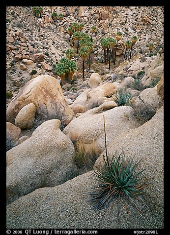 Sotol on boulder above Lost Palm Oasis. Joshua Tree National Park, California, USA.