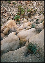 Sotol on boulder above Lost Palm Oasis. Joshua Tree National Park, California, USA. (color)