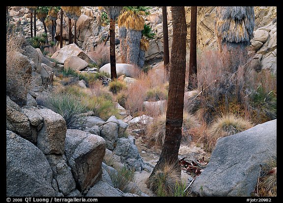 Lost Palm Oasis with California fan palm trees. Joshua Tree  National Park (color)