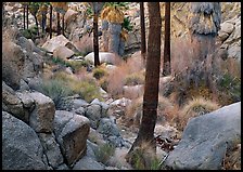 Lost Palm Oasis with California fan palm trees. Joshua Tree National Park, California, USA. (color)