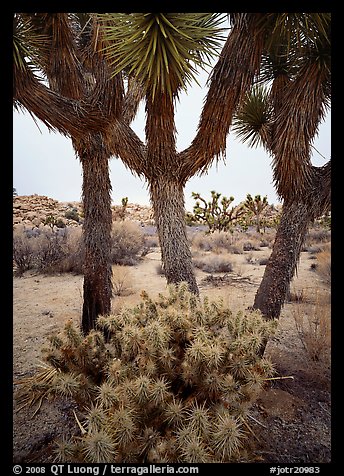 Cholla cactus at the base of Joshua Trees. Joshua Tree National Park (color)