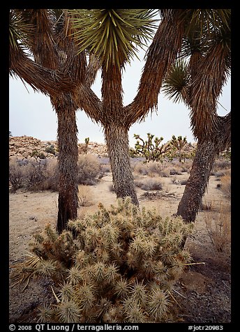 Cholla cactus at the base of Joshua Trees. Joshua Tree  National Park (color)