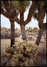 Cholla cactus at the base of Joshua Trees. Joshua Tree National Park, California, USA.