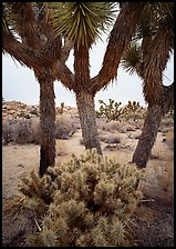 Cholla cactus at the base of Joshua Trees. Joshua Tree National Park ( color)