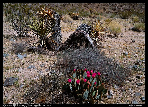 Variety of desert plants. Joshua Tree National Park (color)