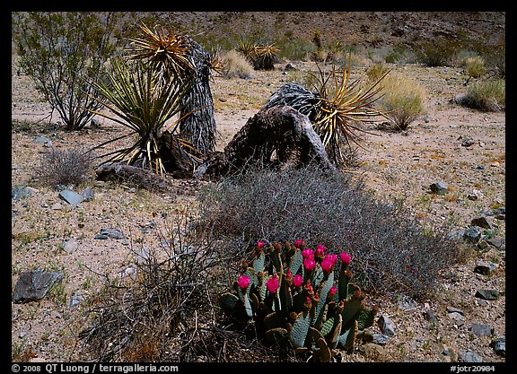 Variety of desert plants. Joshua Tree  National Park (color)