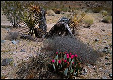 Variety of desert plants. Joshua Tree National Park, California, USA. (color)