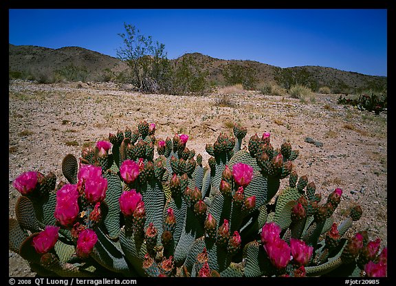 Beaver tail cactus with bright pink blooms. Joshua Tree National Park, California, USA.