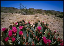 Beaver tail cactus with bright pink blooms. Joshua Tree National Park, California, USA. (color)