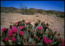 Beaver tail cactus with bright pink blooms. Joshua Tree  National Park ( color)