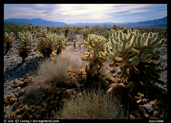 Forest of Cholla cactus. Joshua Tree National Park (color)
