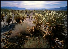 Forest of Cholla cactus. Joshua Tree National Park ( color)