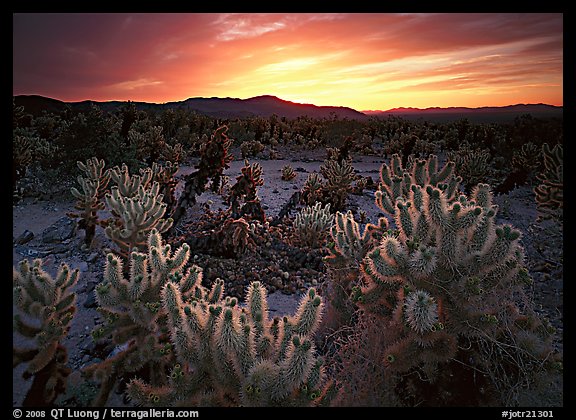 Cholla cactus garden, sunrise. Joshua Tree National Park (color)