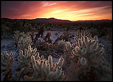 Cholla cactus garden, sunrise. Joshua Tree National Park, California, USA.