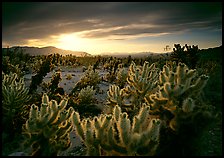 Cholla cactus garden, sunrise. Joshua Tree National Park, California, USA.