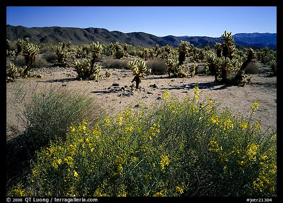Desert Senna and Chola cactus. Joshua Tree National Park (color)
