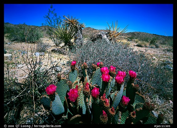 Beavertail Cactus in bloom. Joshua Tree National Park, California, USA.