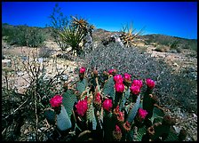 Beavertail Cactus in bloom. Joshua Tree National Park, California, USA.