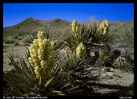 Yuccas in bloom. Joshua Tree National Park, California, USA.