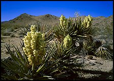 Yuccas in bloom. Joshua Tree  National Park ( color)