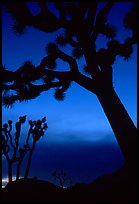 Joshua Trees silhouettes at dusk. Joshua Tree National Park, California, USA.