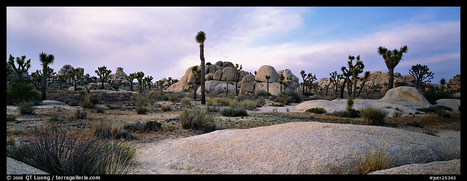 Granite slabs and boulders with Joshua Trees. Joshua Tree National Park (color)