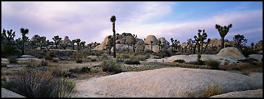 Granite slabs and boulders with Joshua Trees. Joshua Tree National Park (Panoramic color)