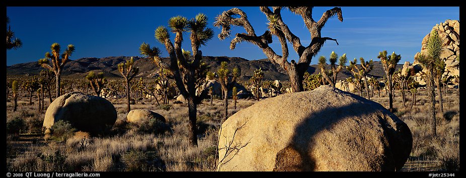 High Mojave desert scenery with boulders and Joshua Trees. Joshua Tree National Park (color)