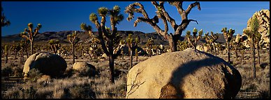 High Mojave desert scenery with boulders and Joshua Trees. Joshua Tree National Park (Panoramic color)