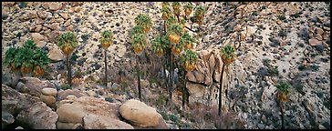 Desert oasis with palm trees in arid landscape. Joshua Tree  National Park (Panoramic color)