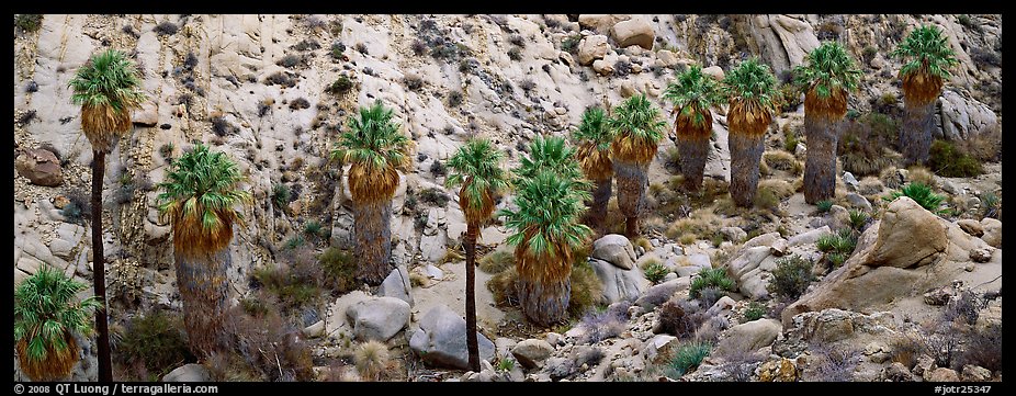 Row of native California Fan Palm trees. Joshua Tree  National Park (color)