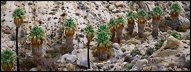 Row of native California Fan Palm trees. Joshua Tree  National Park (Panoramic color)