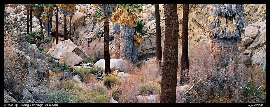 Oasis scenery with palm trees. Joshua Tree  National Park (color)