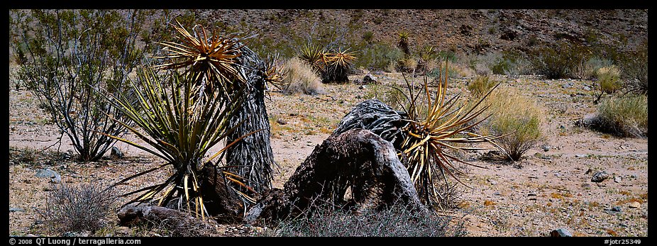 Desert plants. Joshua Tree  National Park (color)