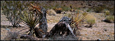 Desert plants. Joshua Tree  National Park (Panoramic color)