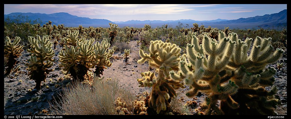 Desert flat with cholla cactus. Joshua Tree National Park (color)