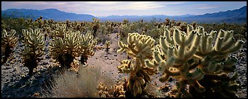 Desert flat with cholla cactus. Joshua Tree National Park, California, USA.