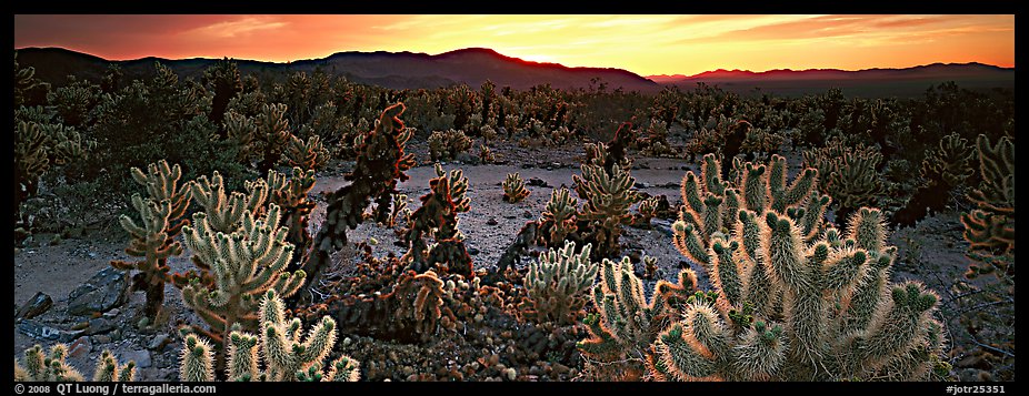 Thorny cactus at sunrise. Joshua Tree National Park (color)