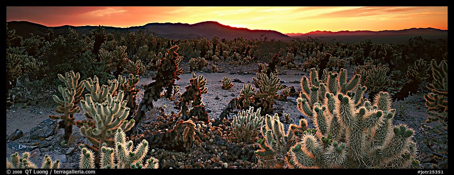 Thorny cactus at sunrise. Joshua Tree  National Park (color)