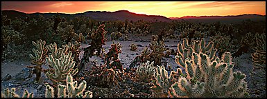 Thorny cactus at sunrise. Joshua Tree  National Park (Panoramic color)